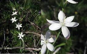 Image result for Hesperantha ballii