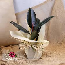 Image result for ficus elastica flower