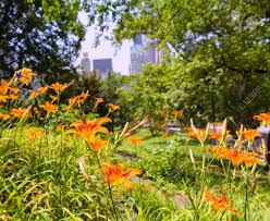 We are westbank flower market and we are a real local florist in austin, tx. Central Park Flowers Manhattan New York Us Stock Photo Picture And Royalty Free Image Image 35601747
