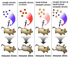 However, recent single molecule experiment reported that dna stores the genetic material of all living cells and viruses. Chapter 8 From Dna To Protein R E C H S Biology