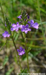 Image result for Buchnera