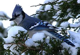 Birds That Look Like Blue Jays But Are Black The Blue Jay Cyanocitta Cristata Is A Tool Loud Passerine Bird Belonging To North America These White Faced Birds I Blue Jay Bird Blue Jay Beautiful Birds