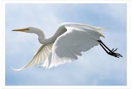 The flight of the White Heron: Card - Wayfarer Images
