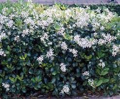 Compact carolina cherry laurel, is a dwarf form of a fast growing us native and an excellent choice when a small evergreen tree or privacy screen is needed in the landscape. Carolina Laurel Cherry Augusta Ga Official Website