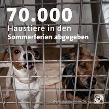 Pin Auf Tierheim Tiere Adoptieren Tierheimhelden