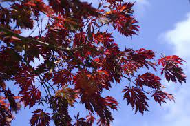 We did not find results for: If Japanese Maple Isn T Sprouting Leaves Check For Verticillium Wilt Oregonlive Com