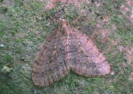 Image result for Operophtera brumata