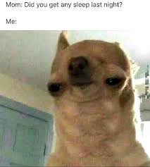 Bahahahaha Dog Memes So Funny Dog I Meme Funny Instagram Memes Funny Animal Memes Funny Dog Memes