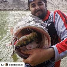 Grab great savings at goodoo with the lowest prices. Goodoo Baits Well Done Clinton A Whopping Cod On The Facebook