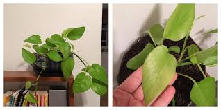 We did not find results for: Older Leaves On Otherwise Healthy Neon Pothos Losing Colour And Dying Help More Info In Comments Plantclinic