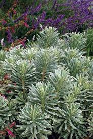 As i mentioned earlier euphorbia is grown for the evergreen foliage which can be more colourful than the floral display. Euphorbia Silver Swan Pbr Foliage Plants Blue Flowers Garden Euphorbia