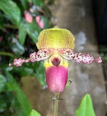 Image result for Dipcadi papillatum