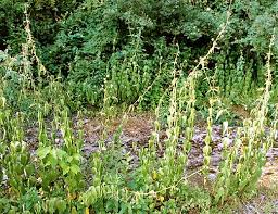 Image result for Vincetoxicum stenolobum