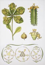 Image result for Buxaceae
