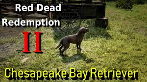Image result for chesapeake bay retrívr