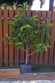 People use the bark and flower buds to make medicine. Michelia Alba In South Florida