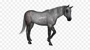 We did not find results for: Dapple Grey Horse Stallion Clipart 1033631 Pikpng