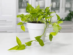 Leaves will begin to yellow. Pothos Neon Pothos Plant Care Difficulty Moderate Amiesue Com