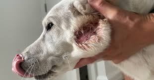 Image result for hotspot dogs