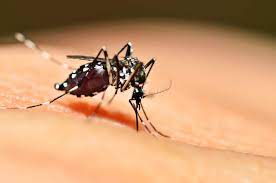 Check spelling or type a new query. De Wereld Van Insecten Weet Wat Je Beet