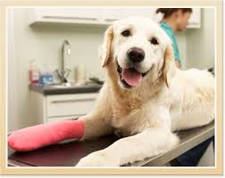 Emergency animal services near me. Vancouver Emergency Vet Animal Hospital Salmon Creek