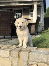 Happiness begins with a wet nose and ends with a tail! English Cream Retriever Puppy At 11 Weeks English Golden Retriever Retriever Puppy White Golden Retriever
