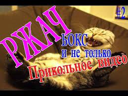 sbornik prikolov kotyata igrayut smeshnoe video kotyata smeshno yumoristicheskie video