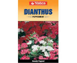 Yates Dianthus Flower Seeds Seeds Flowers
