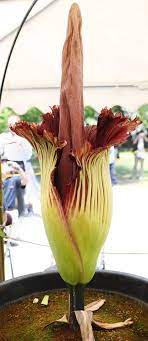 World S Greatest Flower Amorphophallus Titanum Amorphophallus Titanum Insect Pollinators Flowers