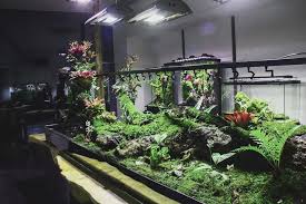 Setup Of A Big Paludarium Fish Tank Plants Aquarium Design Aquascape