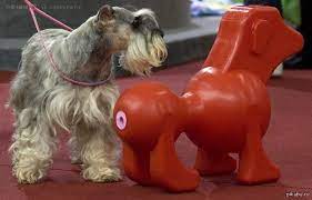 seks igrushki dlya sobak pikabu