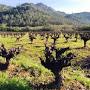 Profile Picture of Alfred Frediani Vineyard (@historicvineyardsociety.org) on Google