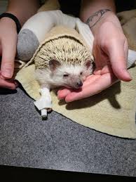 Maybe you would like to learn more about one of these? Healthy Pet Veterinary Clinic Home Facebook