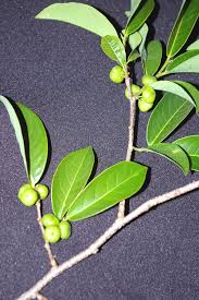 Image result for Margaritaria