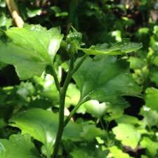 Image result for Senecio tamoides