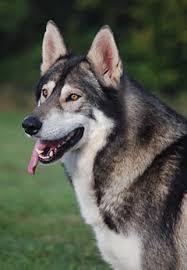 Find a tamaskan puppy from reputable breeders near you in new jersey. Northern Inuit Dog Wikipedia