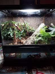 First Vivarium Vivarium Zoo Med Springtails