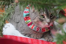 Birds Be Safe Collar Three Of My Favorite Things In One Photo My Christmas Tree Emmy And The Birdsbesafe Cat Collar Cover Cat Collars Birds Flying Away Cats