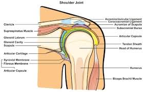 Sechrest, md narrates an animated tutorial on the basic anatomy of the shoulder. Shoulder Joint Of Human Body Anatomy Infographic Diagram With All Parts Including Bones Ligaments Muscles Bursa Cavity Capsule Cartilage Membrane For Medical Science Education And Health Care Ù…ÙˆÙ‚Ø¹ ØªØµÙ…ÙŠÙ…ÙŠ