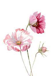 Cosmos Fleur Watercolor Peinture Botanique Giclee Impression Etsy Flower Drawing Watercolor Flowers Flower Painting
