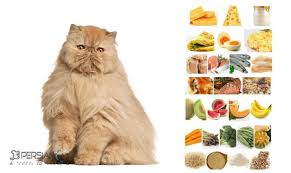 Http Persian Cat Info Healthy And Harmful Persian Cat Food Persian Cat Cat Food Persian