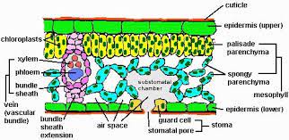 Cross Section Of A Leaf Important Diagrams For Cbse Class 10 Biology Biology Diagrams Biology Lesson Plans Biology