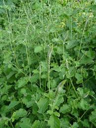 Image result for Achyranthes