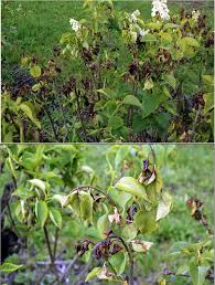 Image result for Pseudomonas syringae