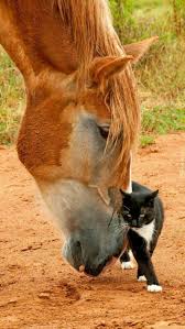 Pin By Tom Murphy On Horses Animals Friendship Animals Beautiful Horses