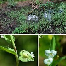 Image result for Commelina nigritana