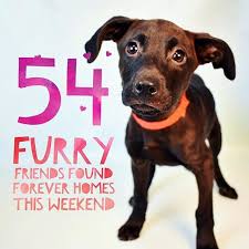 If This Face Doesnt Scream Please Adopt Me We Dont Know What Does Over 50 Animals Found Homes This Weekend Dog Dogsofins Humane Society Adoption Face