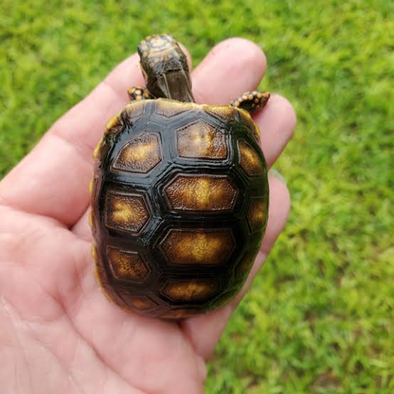 red footed tortoise for sale​
