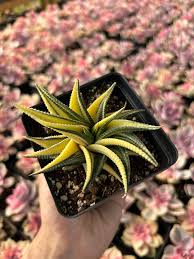 Image result for Haworthia limifolia