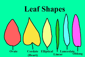 Image result for leaf shape obovate